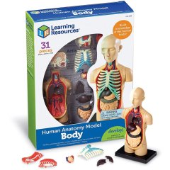 Учебная модель Тело человека Learning Resources Learning Resources LER3336