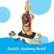 Учебная модель Тело человека Learning Resources Learning Resources LER3336