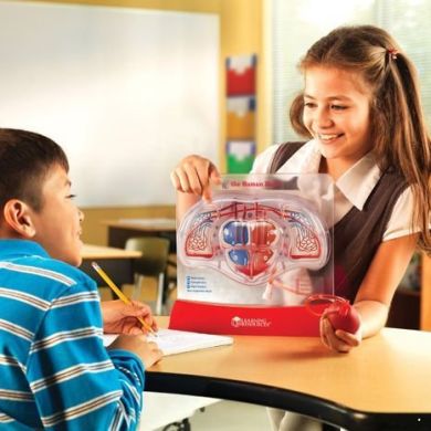 Учебная модель Сердце Learning Resources LER3535