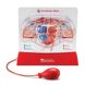 Учебная модель Сердце Learning Resources LER3535