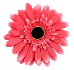 Цветок декоративный Micro Pink AC4605