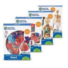 Комплект анатомических моделей Learning Resources Тело человека 132 элемента LER3338