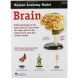 Учебная модель Мозг человека Learning Resources LER3335