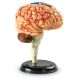 Учебная модель Мозг человека Learning Resources LER3335